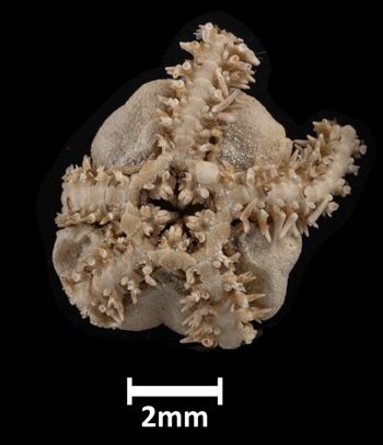 Media type: image;   Invertebrate Zoology OPH-1320 Aspect: ventral